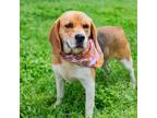 Adopt Molly a Brown/Chocolate Beagle / Mixed Breed (Medium) / Mixed (short coat)