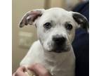 Adopt Grimm a White Mixed Breed (Medium) / Mixed dog in Wickenburg