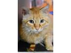 Adopt Louise a Orange or Red Domestic Longhair / Domestic Shorthair / Mixed cat