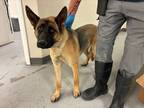 Adopt 55898725 a Brown/Chocolate German Shepherd Dog / Mixed dog in Los Lunas