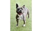 Adopt Andromeda a Pit Bull Terrier / Mixed dog in Canton, GA (41435056)
