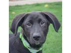 Adopt Henry a Black - with White Newfoundland / Labrador Retriever / Mixed dog