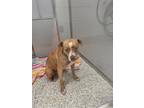 Adopt Shanel a Tan/Yellow/Fawn American Pit Bull Terrier / Mixed Breed (Medium)