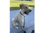 Adopt Toby a Brindle - with White German Shepherd Dog / Great Pyrenees / Mixed