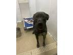 Adopt Honey a Black Labrador Retriever / Mixed dog in Palm Coast, FL (41434790)