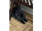 Adopt Bijou a Black Other/Unknown / Other/Unknown / Mixed rabbit in Montreal