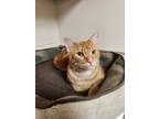 Adopt 73329a Hades a Orange or Red Domestic Shorthair / Domestic Shorthair /