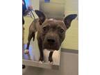 Adopt Ombre a Black American Pit Bull Terrier / Mixed Breed (Medium) / Mixed