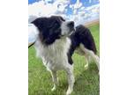 Adopt Jose a Black Border Collie / Mixed Breed (Medium) / Mixed (short coat) dog