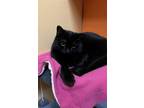 Adopt Lucy a All Black Domestic Shorthair / Mixed (short coat) cat in Blasdell
