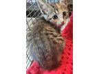 Adopt The Sea and Her Mysteries a Brown or Chocolate Domestic Shorthair /