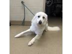 Adopt Maisy a White Shepherd (Unknown Type) / Mixed dog in Farmers Branch