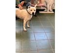 Adopt Snow White a White American Pit Bull Terrier dog in Cassopolis