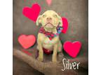 Adopt Silver a Labrador Retriever / Mixed Breed (Medium) / Mixed dog in