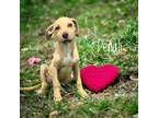 Adopt Denali a Labrador Retriever / Mixed Breed (Medium) / Mixed dog in