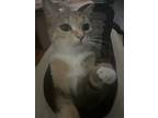 Adopt Cali a Calico or Dilute Calico Calico / Mixed (short coat) cat in Modesto