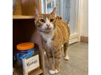 Adopt Sweetie a Domestic Shorthair / Mixed (short coat) cat in Aberdeen
