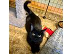 Adopt Jetta a Domestic Shorthair / Mixed (short coat) cat in Aberdeen