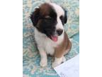 Adopt Carolyn a White - with Brown or Chocolate Border Collie / Mixed dog in