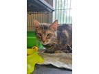 Adopt Maple a Tan or Fawn Tabby Domestic Shorthair (short coat) cat in