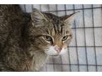 Adopt Wilson a Brown Tabby Domestic Shorthair (short coat) cat in House Springs