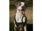 Adopt Tommy a Gray/Silver/Salt & Pepper - with White American Pit Bull Terrier /