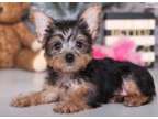 ESGH Yorkshire Terrier Puppies Available