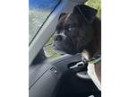 Adopt Sheena a Brindle Boxer / Mixed dog in MONTICELLO, NY (41433067)