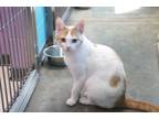 Adopt Pepperoni a White (Mostly) Domestic Shorthair (short coat) cat in House
