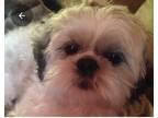 Adopt Taylor a White - with Brown or Chocolate Shih Tzu / Poodle (Miniature) /