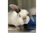 Adopt Waffle a White Californian / Mixed rabbit in Oakland, CA (41427076)