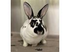 Adopt Skeletor a White Mini Rex / Mixed rabbit in Oakland, CA (41427077)