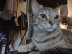 Adopt Visenya a Brown Tabby Domestic Shorthair / Mixed (short coat) cat in
