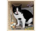 Adopt Katness a Domestic Shorthair / Mixed cat in Orangeville, ON (41434833)