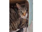 Adopt Cheez-It a Domestic Shorthair / Mixed cat in Stouffville, ON (41434823)