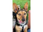 Adopt Pablo a Red/Golden/Orange/Chestnut - with Black Welsh Corgi / Terrier