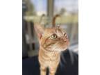 Adopt Bubbas a Orange or Red Tabby / Mixed (short coat) cat in Saint Cloud