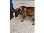 Adopt Sage a Brown/Chocolate German Shepherd Dog / Mixed Breed (Medium) / Mixed