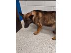 Adopt Sage a Brown/Chocolate German Shepherd Dog / Mixed dog in Atlanta