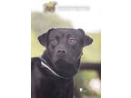 Adopt 72826A Inky a Black Labrador Retriever / Mixed dog in North Charleston