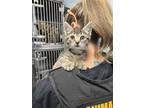 Adopt Celeste a Gray or Blue Domestic Shorthair / Domestic Shorthair / Mixed cat