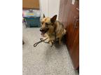 Adopt Shelly a Tan/Yellow/Fawn German Shepherd Dog / Mixed dog in New Bern