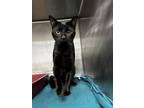 Adopt Maze Furry a All Black Domestic Shorthair / Domestic Shorthair / Mixed cat