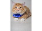 Adopt 24-565C Charlie a Orange or Red Domestic Longhair / Mixed Breed (Medium) /