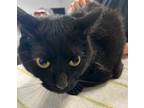 Adopt Boosie a All Black Domestic Shorthair / Domestic Shorthair / Mixed cat in