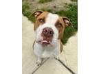 Adopt Cheerio (Tyson) a Tan/Yellow/Fawn Mixed Breed (Large) / Mixed dog in
