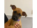 Adopt Purple a Tan/Yellow/Fawn Retriever (Unknown Type) / Mixed dog in