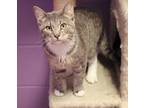Adopt Obladee a Gray or Blue Domestic Shorthair (short coat) cat in House