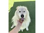 Adopt Lobo a White Alaskan Malamute / Mixed dog in Farmers Branch, TX (41431445)