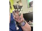 Adopt Lena a Gray or Blue Domestic Mediumhair / Domestic Shorthair / Mixed cat